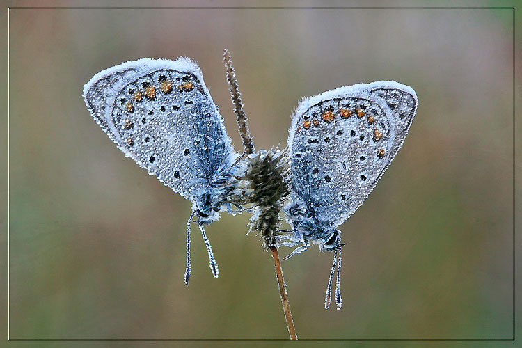 750x500, 86 Kb / бабочки, капли, роса