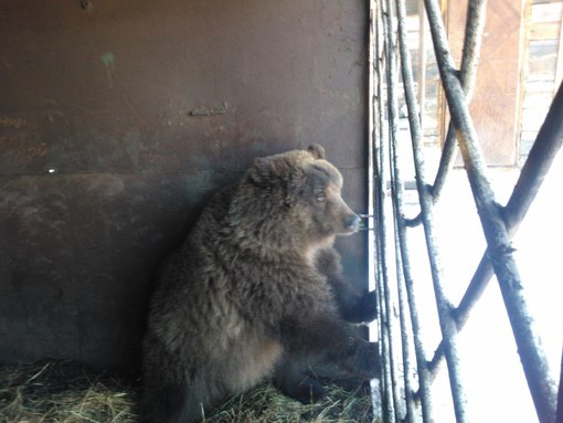 510x383, 39 Kb / Медведь, Новосибирск, продажа