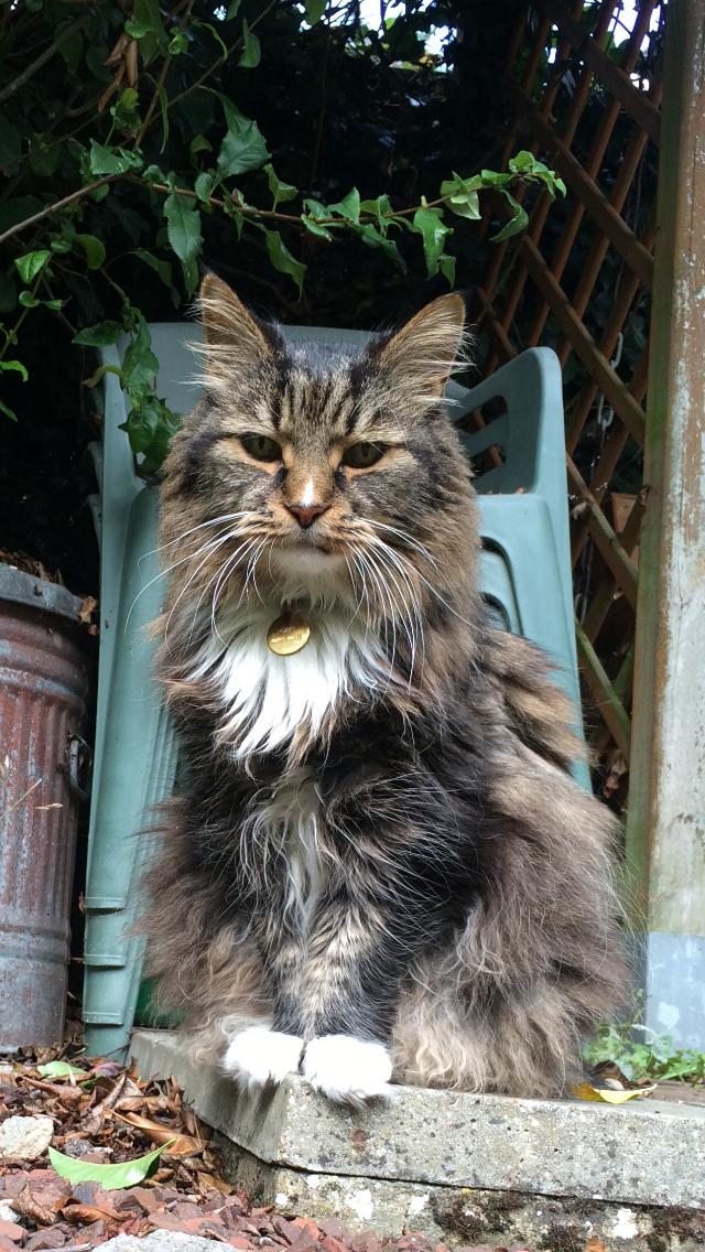 640x1136, 155 Kb / кот, лохматый, медаль, стулья