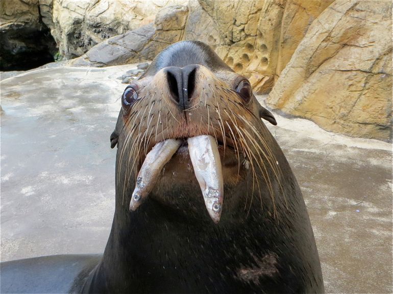 770x577, 86 Kb / тюлень, морж, селедка, рыба, клыки