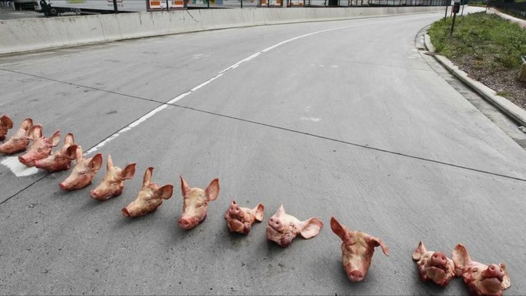 1023x576, 91 Kb / головы, дорога, свинья, туша