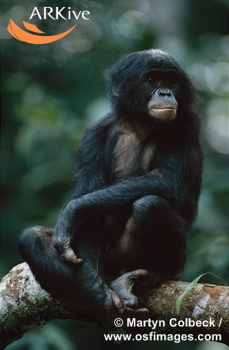 332x508, 29 Kb / шимпанзе бонобо