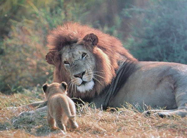 600x443, 103 Kb / лев, львёнок