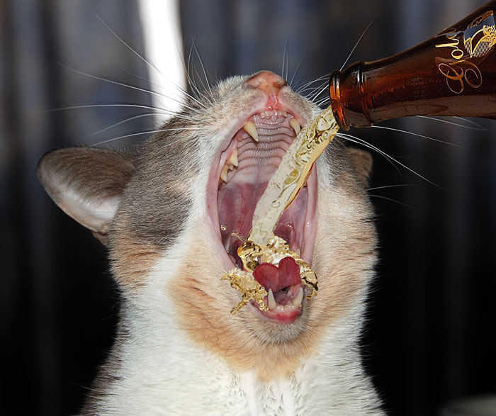 700x587, 85 Kb / кот, пиво