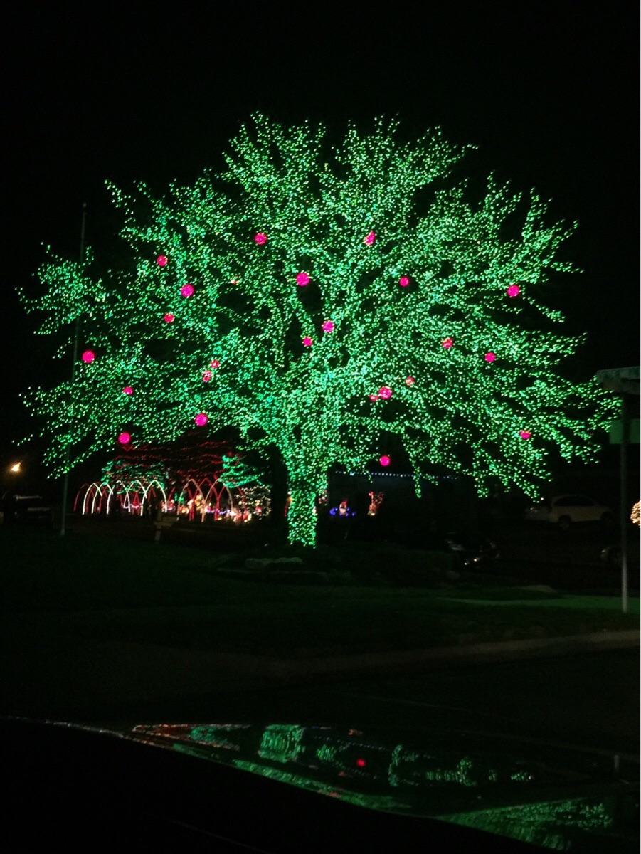 901x1200, 341 Kb / гирлянда, подсветка, яблоки, ночь