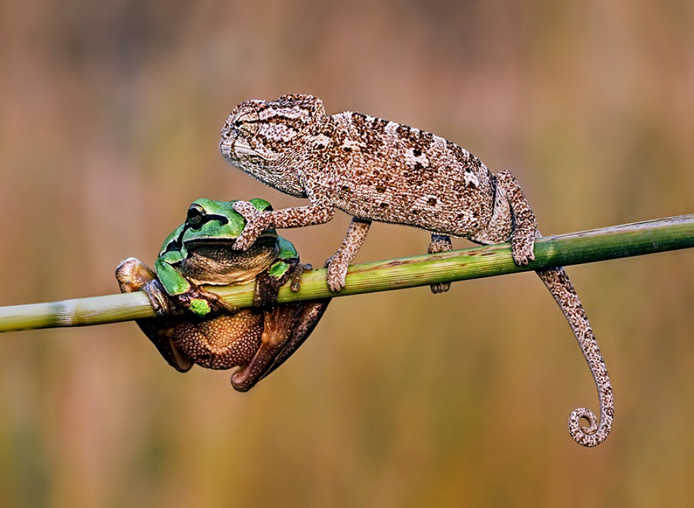 1000x731, 195 Kb / лягушка, хамелеон, ящерица