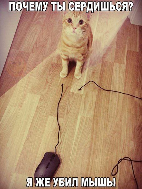 454x604, 54 Kb / Кошка, мышка, Муррзик