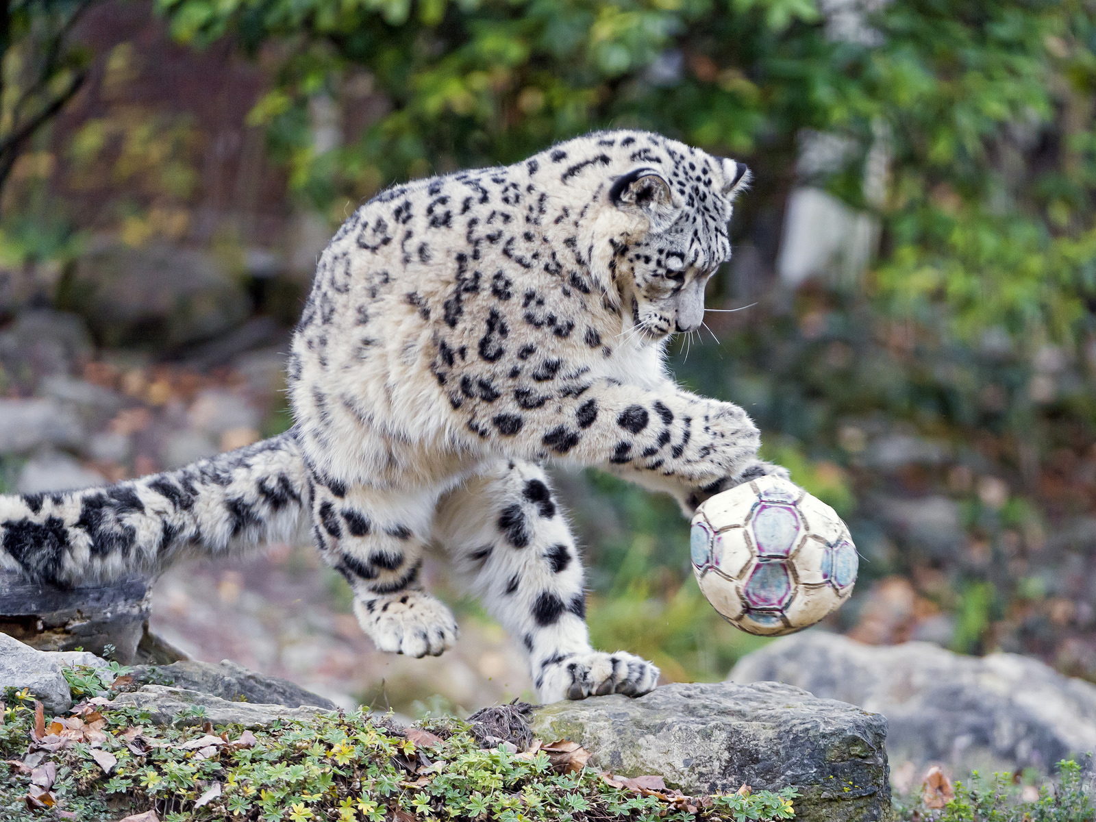 1600x1200, 379 Kb / леопард, мяч, волейбол