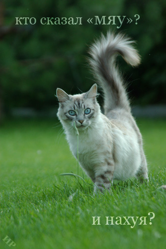 334x500, 56 Kb / мяу, нахуя