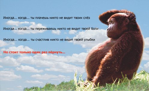 497x304, 68 Kb / иногда, fart, обезьяна