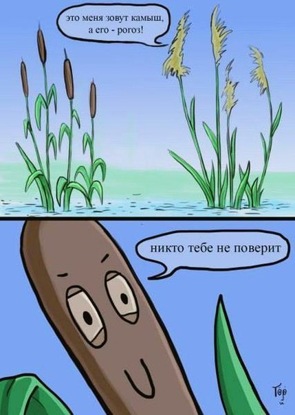 429x604, 52 Kb / камыш, рогоз