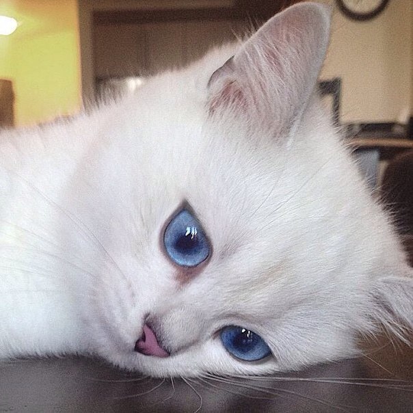 604x604, 80 Kb / котэ