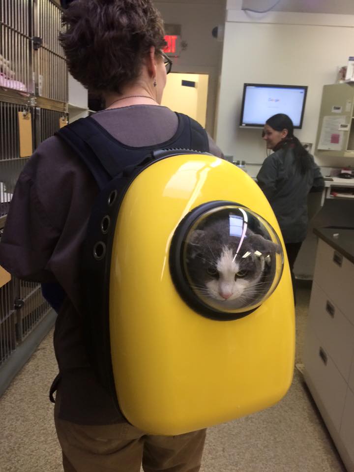 720x960, 56 Kb / переноска, рюкзак, кот, иллюминатор