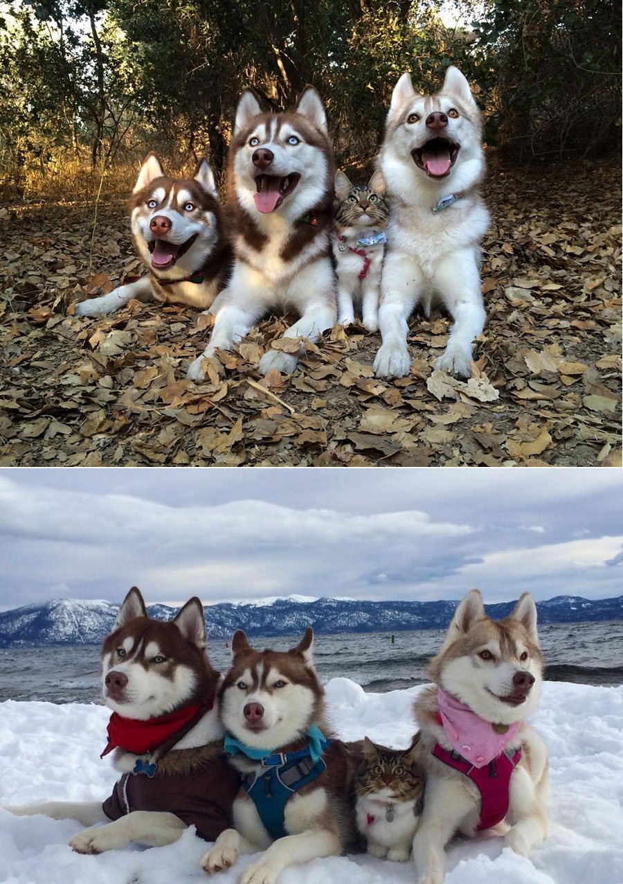 900x1276, 326 Kb / кот, собаки, хаски, снег, вода