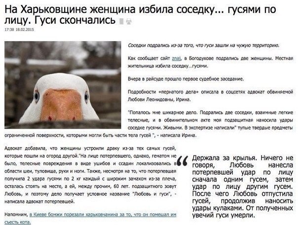 604x455, 88 Kb / Гуси, соседки