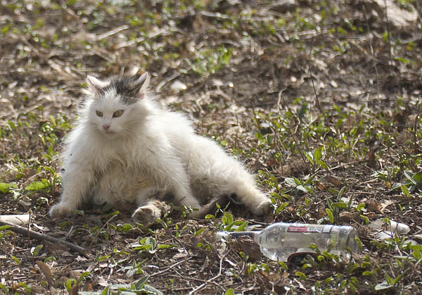 600x419, 111 Kb / кот, водка, бутылка, бодун