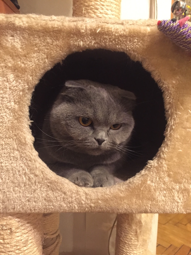 768x1024, 212 Kb / кошка,британец,вислоухая