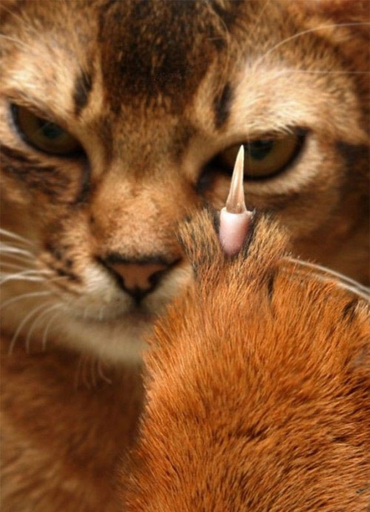 723x1000, 163 Kb / Муррзик, кот, коготь, фак