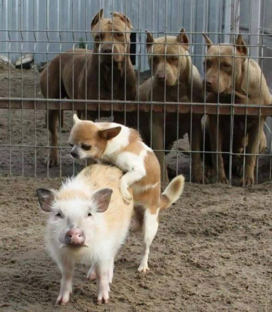 540x619, 118 Kb / свинья, собаки, секс, зрители