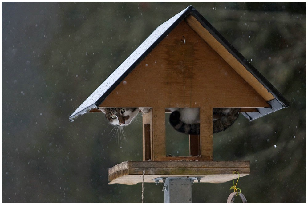 1000x667, 124 Kb / Кот, кормушка, засада