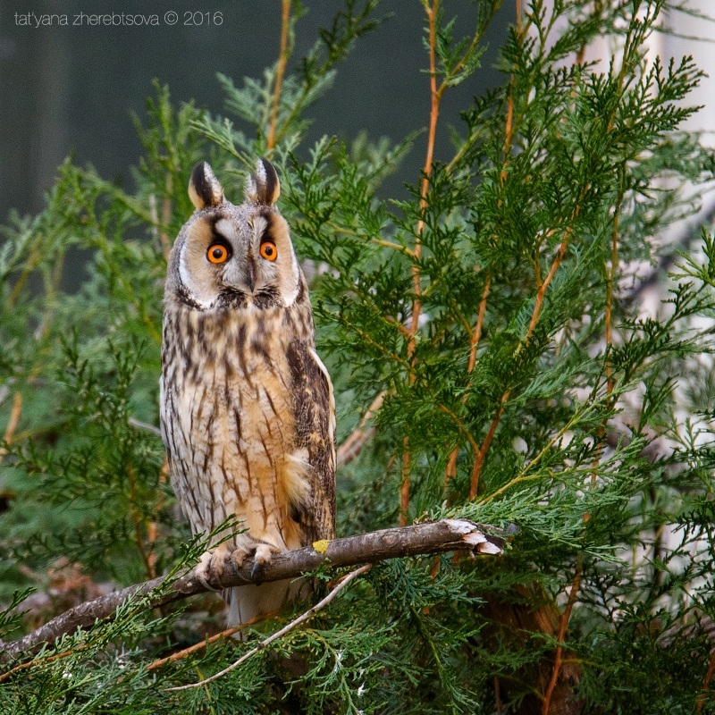 800x800, 335 Kb / лес, сова, сиськобан, туя, дерево, ветка