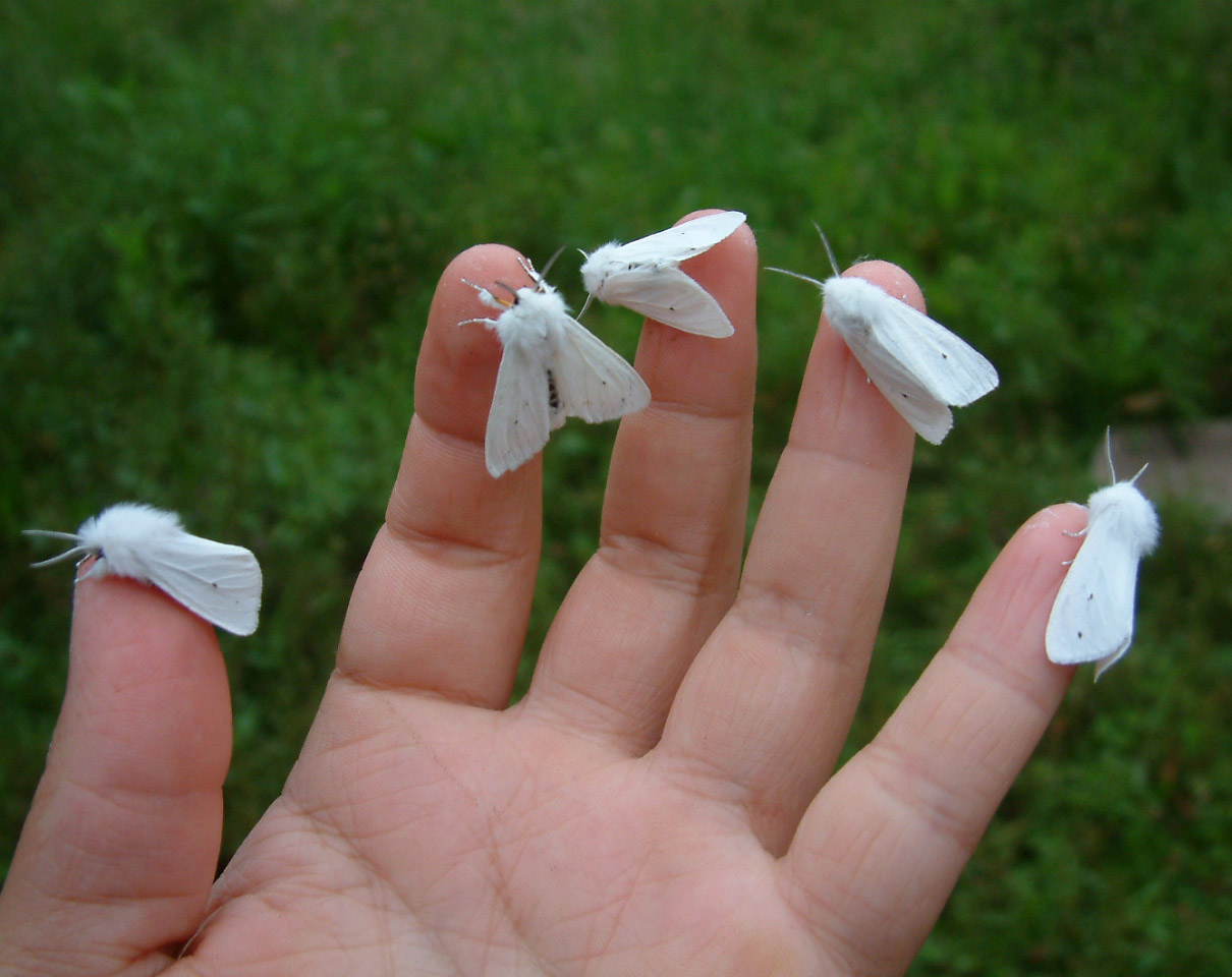 1210x960, 231 Kb / моль, ладонь, рука