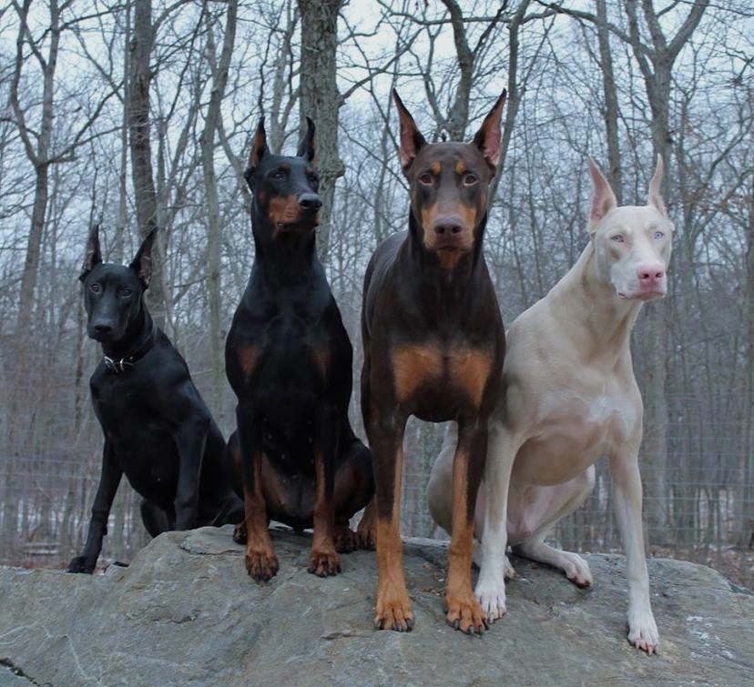 828x755, 186 Kb / доберманы, альбинос, палитра