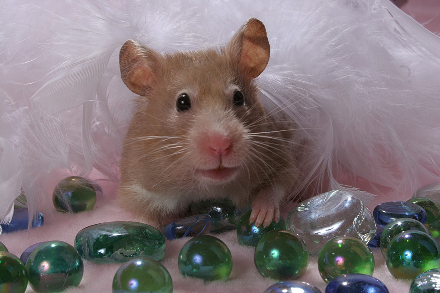 876x584, 150 Kb / хомяк