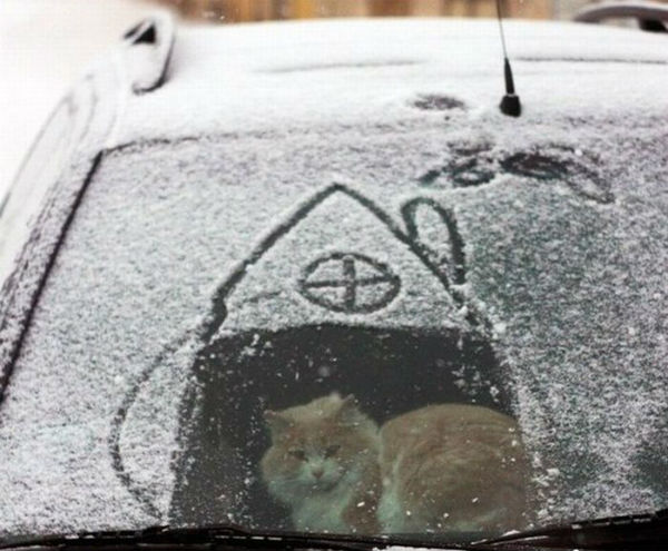 600x495, 61 Kb / котэ, снег, домик