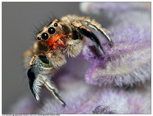 600x454, 57 Kb / паук