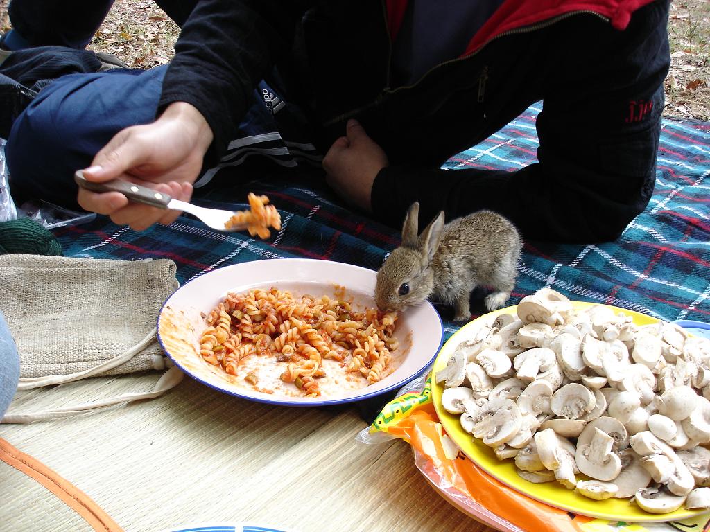 1024x768, 171 Kb / Кролик, макароны, шампиньоны, зайчонок