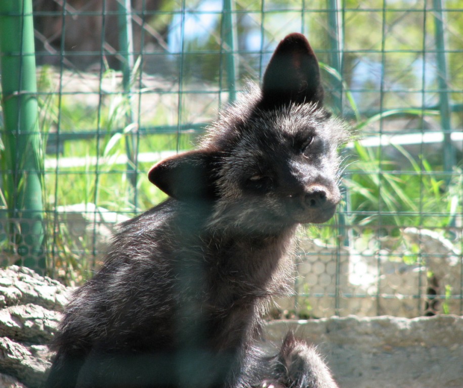 915x768, 184 Kb / клетка, чернобурка, лиса, любопытство