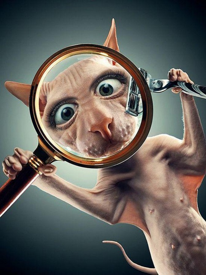 673x898, 131 Kb / кот, бритва, сфинкс, лупа