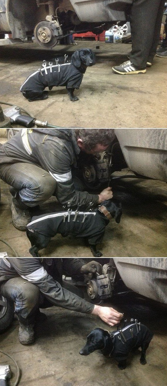 575x1332, 337 Kb / собака, авто, инструмент