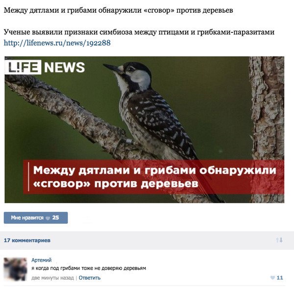 600x588, 69 Kb / Дятлы, грибы, деревья