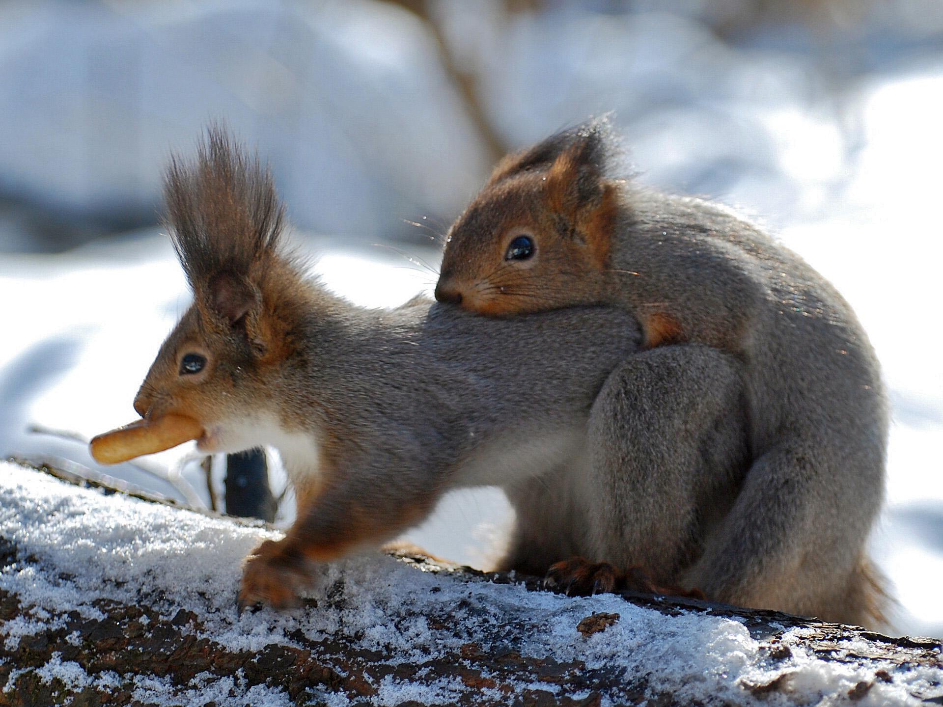 1920x1440, 335 Kb / Белки, секс, сушка