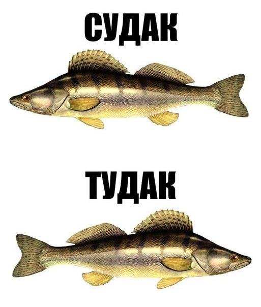 513x604, 39 Kb / рыба, судак