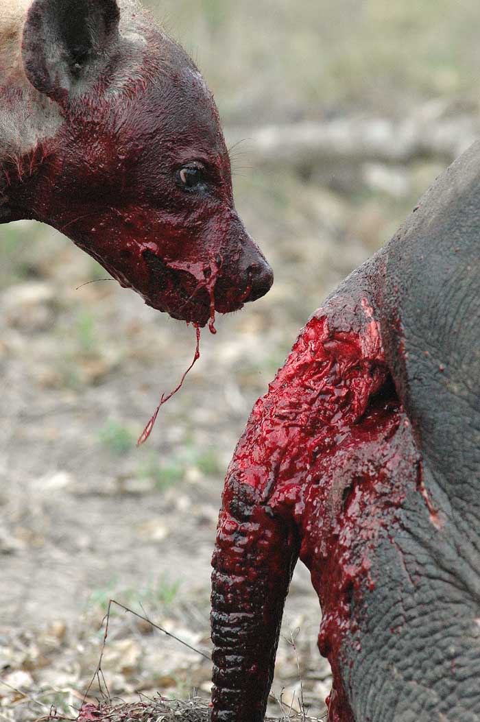 700x1053, 118 Kb / гиена, задница, слон