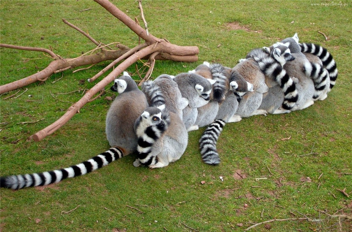 1200x793, 314 Kb / лемуры, ветки, сон, хвосты