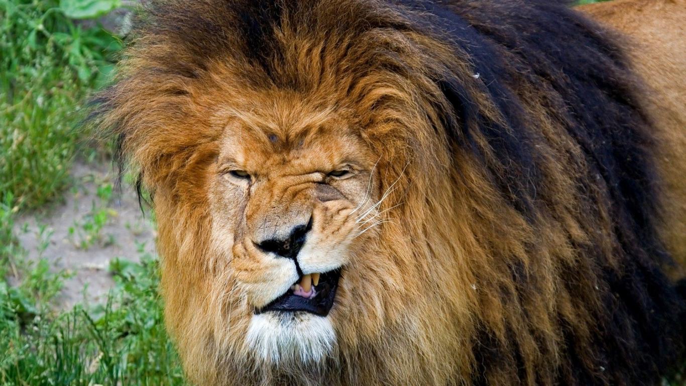 1366x768, 201 Kb / лев, гримаса, клыки