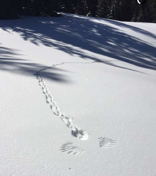 600x676, 56 Kb / следы, снег