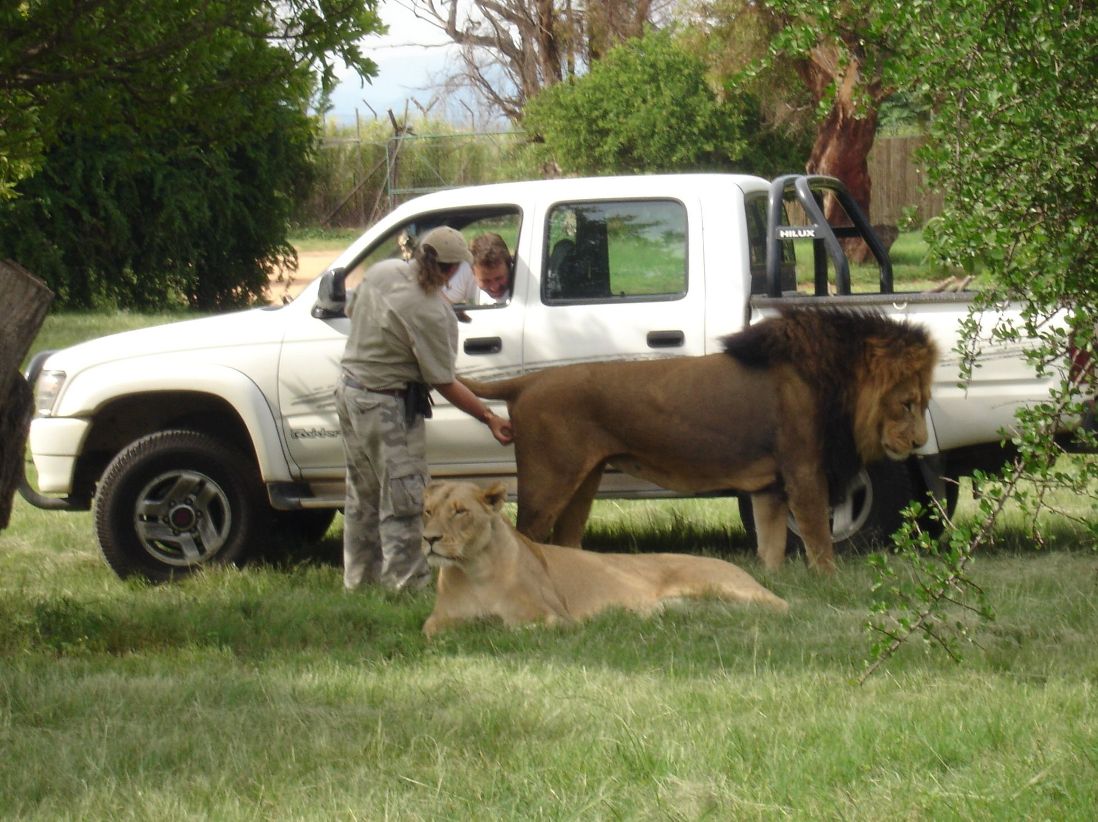 1098x822, 179 Kb / лев, авто, яйца