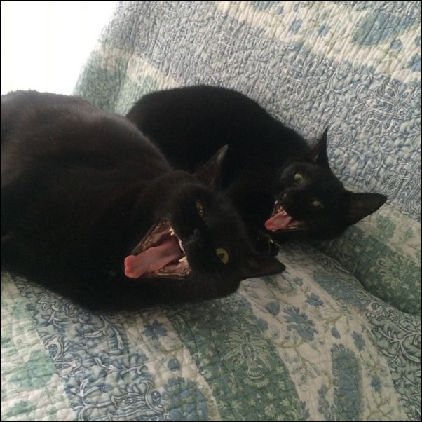 602x602, 65 Kb / котэ, синкхронизация