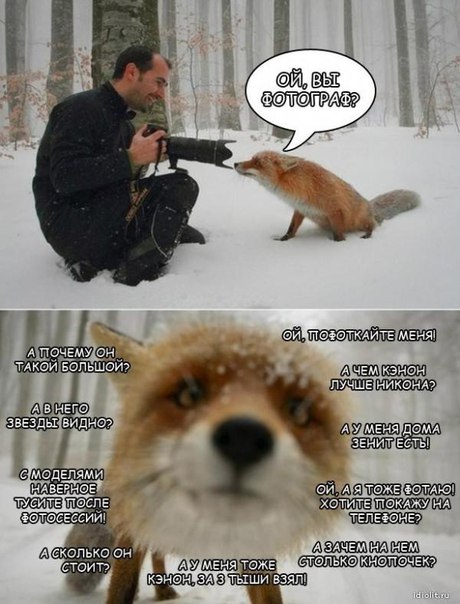 460x604, 65 Kb / Лис, фотограф, комикс, наболело