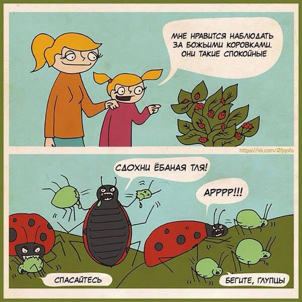 600x600, 59 Kb / Тля,  божья коровка