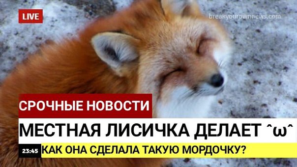 604x340, 54 Kb / лиса, новости, мордочка, смайлик, срочно