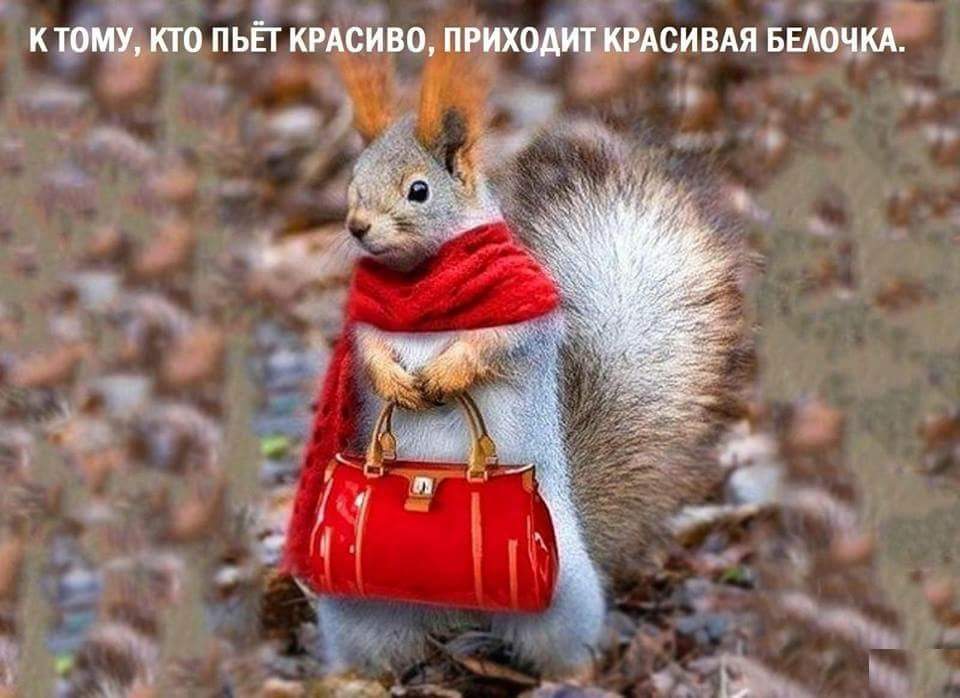 960x698, 74 Kb / белка, красота