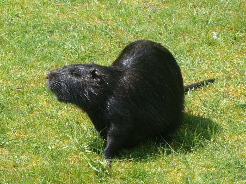 1024x768, 389 Kb / нутрия, парк, имение коробчицы