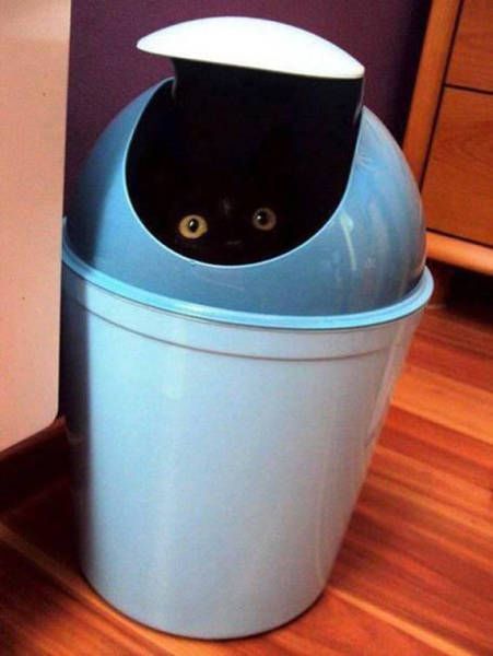 451x600, 29 Kb / котэ, помойка