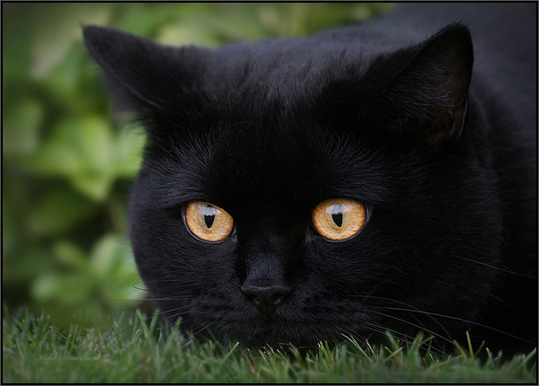 600x430, 78 Kb / кот, чёрный